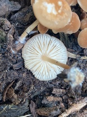 Marasmius sullivantii