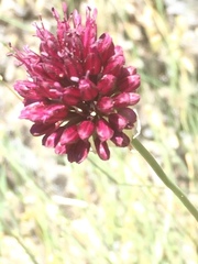Allium sphaerocephalon