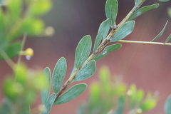 Acacia melleodora