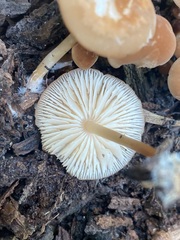 Marasmius sullivantii