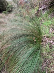 Poa labillardierei