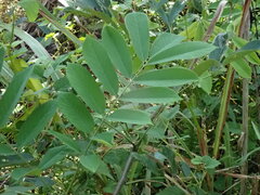 Millettia pachycarpa