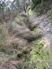 Poa labillardierei