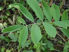 Millettia pachycarpa