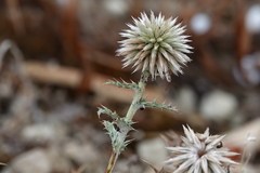 Echinops ritro