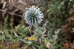 Echinops ritro
