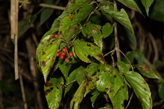 Viburnum luzonicum
