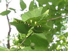 Celticecis spiniformis