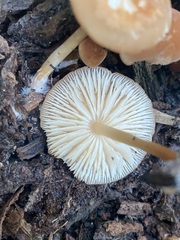 Marasmius sullivantii