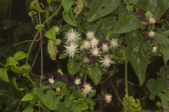 Clematis tashiroi