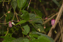 Clematis lasiandra