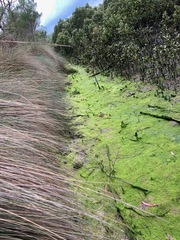 Poa labillardierei