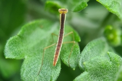 Orthodera ministralis
