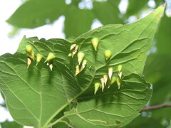 Celticecis spiniformis