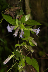 Tripterospermum lanceolatum