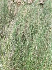 Festuca elegans