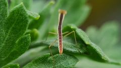 Orthodera ministralis
