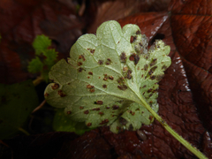 Puccinia glechomatis