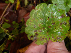 Puccinia glechomatis