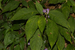 Strobilanthes formosana