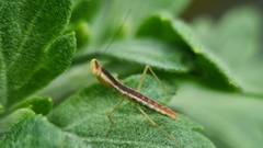 Orthodera ministralis