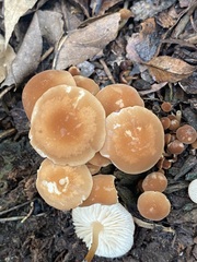 Marasmius sullivantii