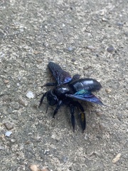 Xylocopa nasalis