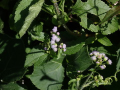 Ageratum