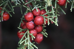 Juniperus phoenicea