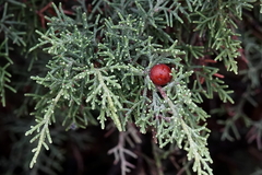 Juniperus phoenicea