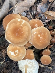Marasmius sullivantii