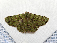 Aeolochroma hypochromaria