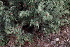 Juniperus phoenicea