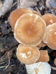 Marasmius sullivantii