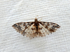 Alucita phricodes