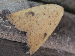 Anachrostis nigripunctalis