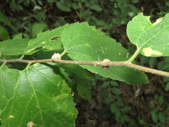 Celticecis celtiphyllia