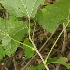 Ribes spicatum