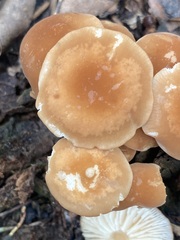 Marasmius sullivantii