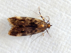 Barea codrella