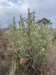 Banksia ornata