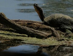 Emydoidea blandingii