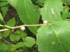 Celticecis celtiphyllia