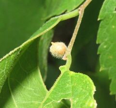 Celticecis celtiphyllia
