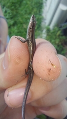 Lampropholis delicata