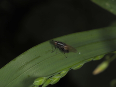 Poecilohetaerus aquilus