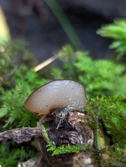 Pachyella clypeata