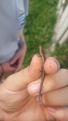 Lampropholis delicata