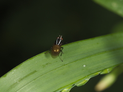 Poecilohetaerus aquilus