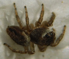 Evarcha arcuata